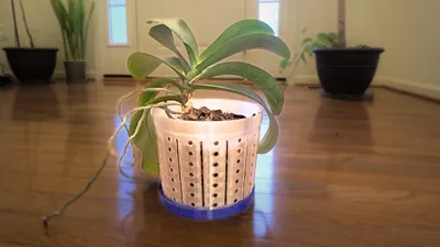 6in Orchid Planter for Oversized Orchids