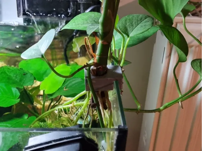 Plant support for fishtank
