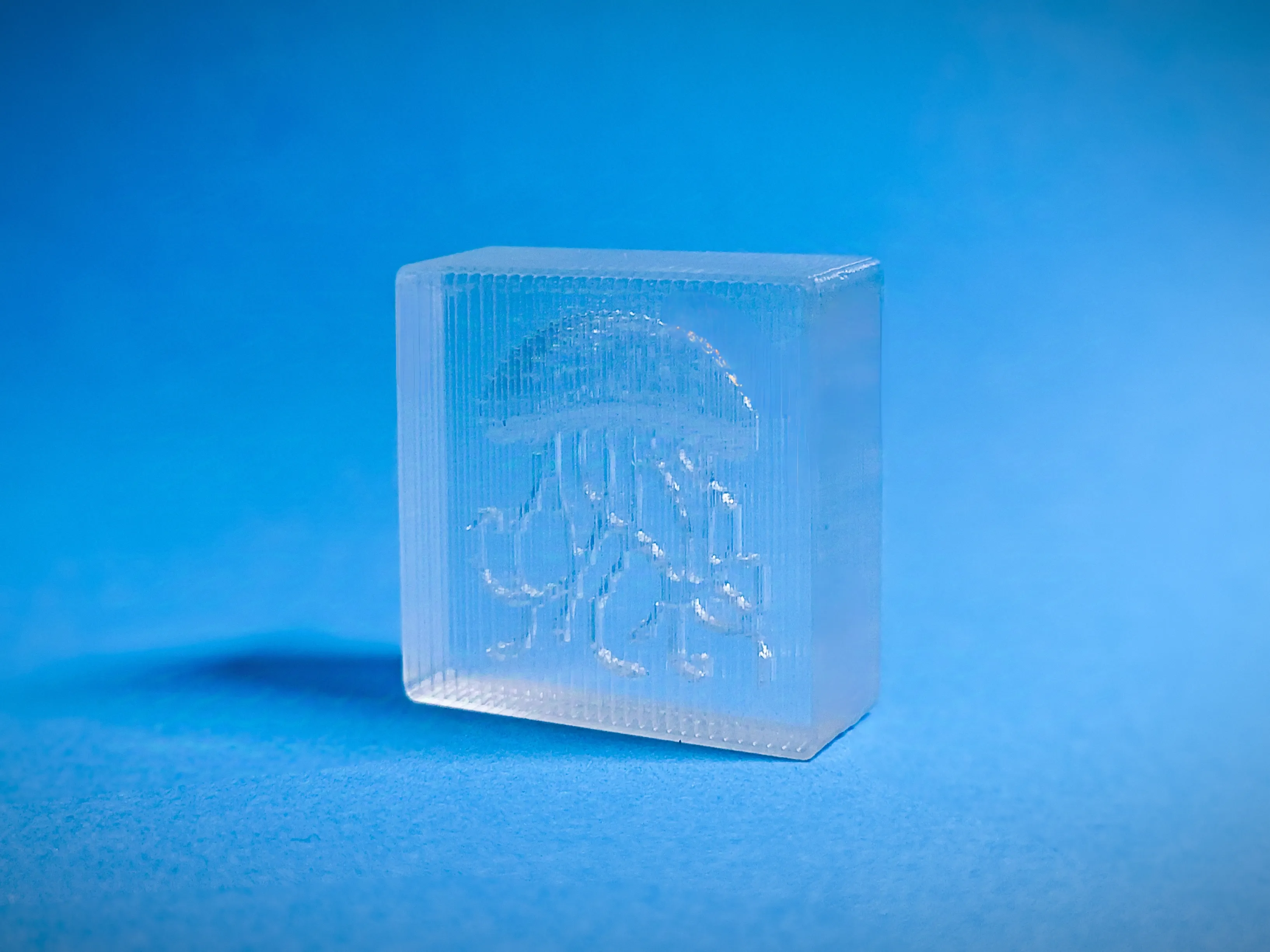 Jellyfish