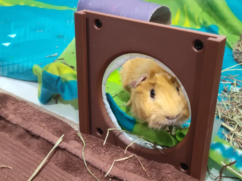 Small Animal Door (Guinea Pig)