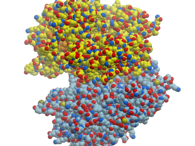 Beta-glucuronidase