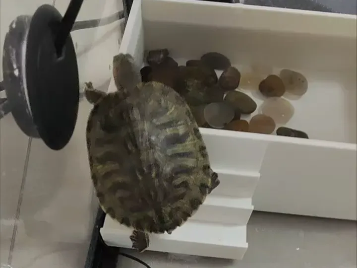 乌龟泡澡缸