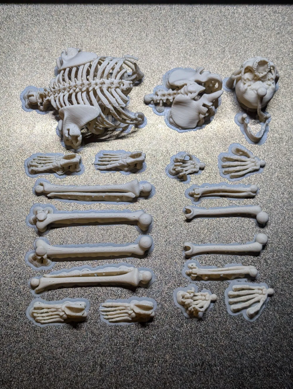 Articulated Skeleton Remixed by Jakmar MakerWorld: Download Free 3D Models