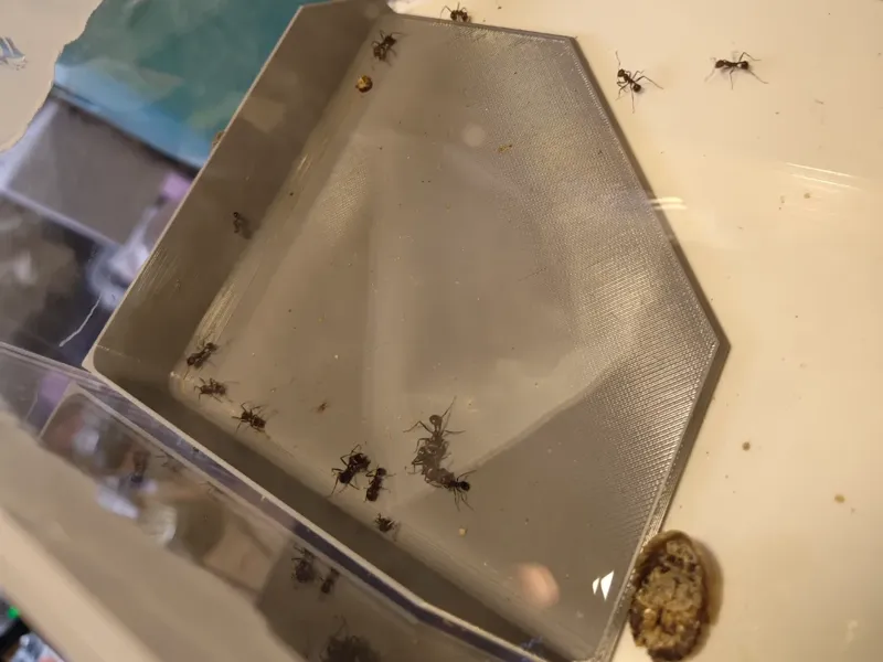 蚂蚁巢活动区垃圾区