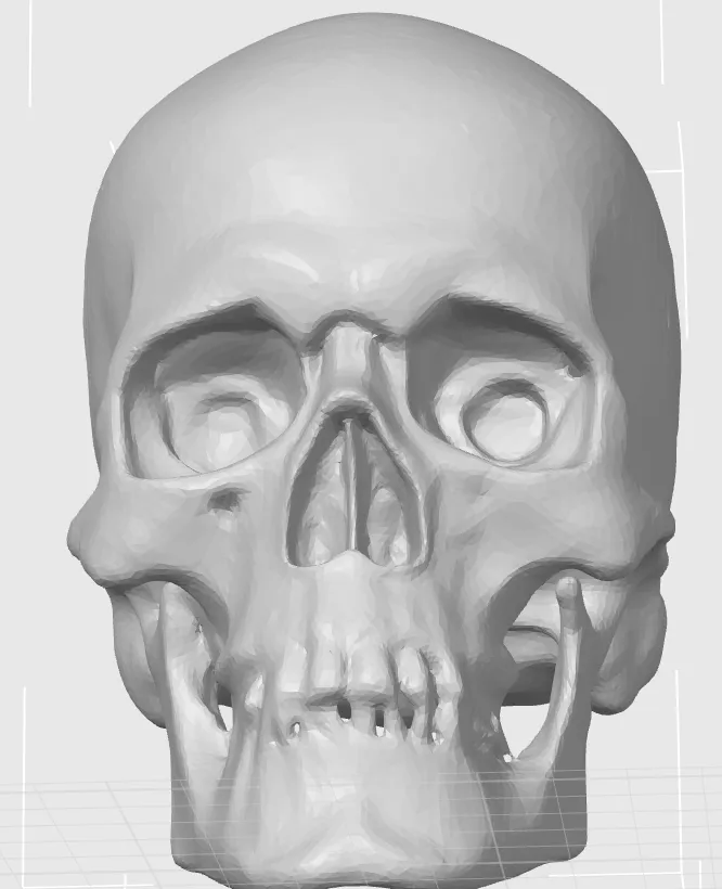 Skeleton Head