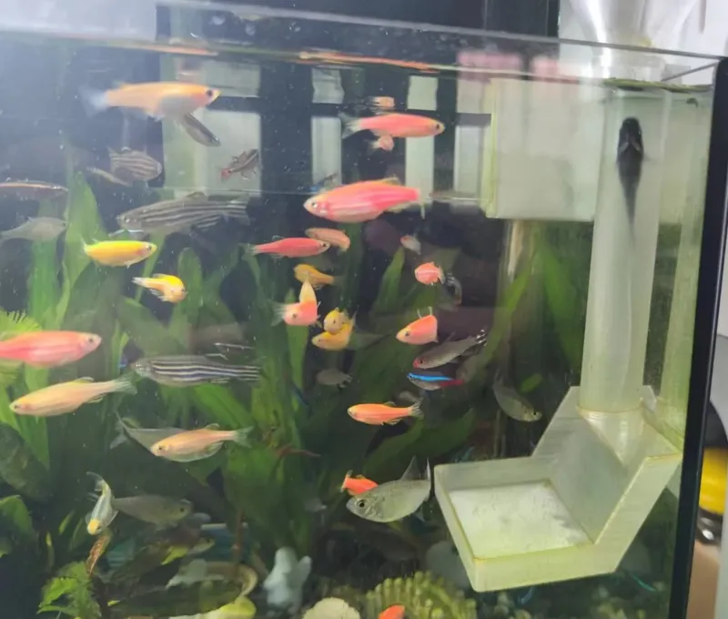 鱼缸喂食器2.0