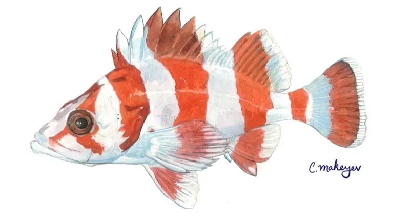 Flag rockfish, 海钓石斑鱼