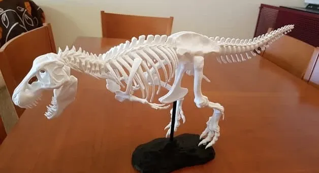 Trex skeleton box puzzle collection