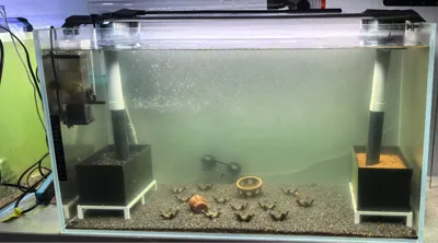 Airlift filter for fish tanks