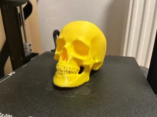Human Skull