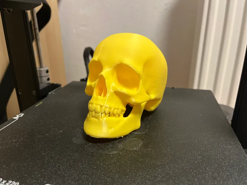 Human Skull