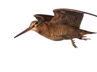 Woodcock 4 colours hueforge