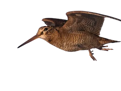 Woodcock 4 colours hueforge