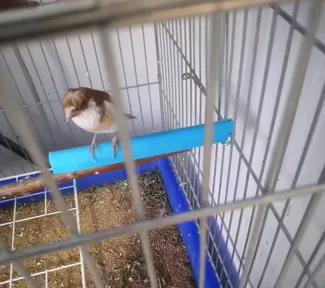 鸟笼站杠 stand stick for bird cage