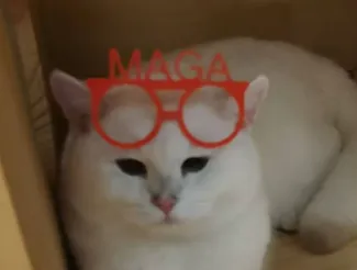 MAGA Glasses for cat
