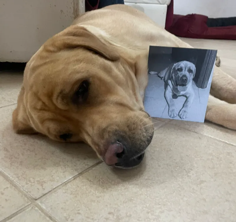 SCOTT THE DOG