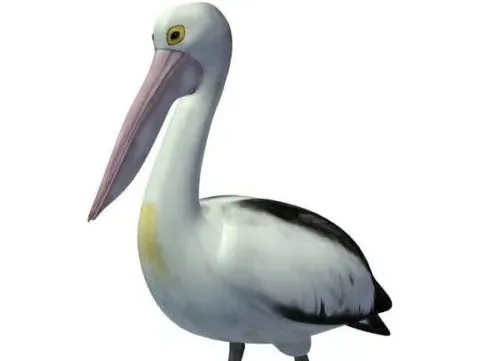 Australian Pelican