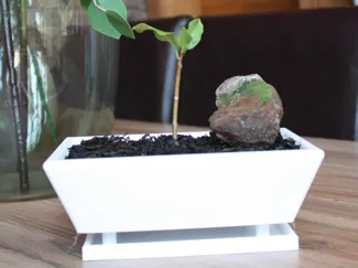 IC Zion Bonsai pot