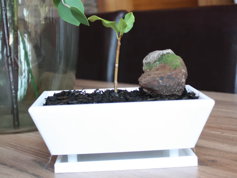 IC Zion Bonsai pot