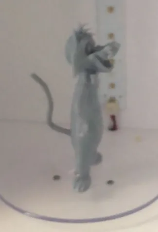 Gato Ginxi
