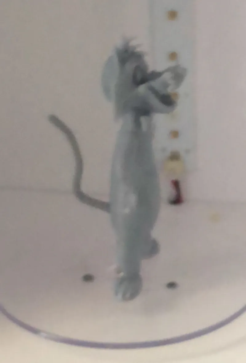 Gato Ginxi