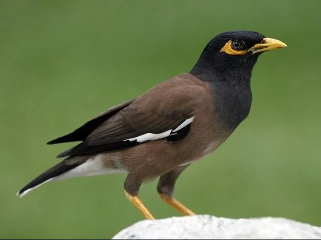 Minna bird