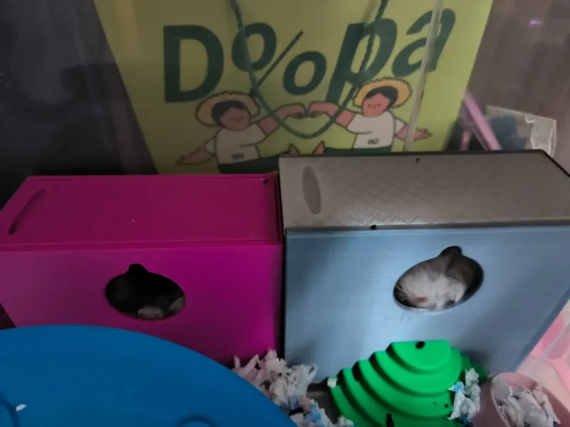 仓鼠金丝熊窝厕所 （做了水滴孔，不用加支撑）（怀孕的母鼠生崽，幼崽无法到处跑）
