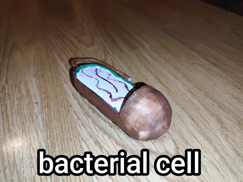 bacterial cell (easy model)