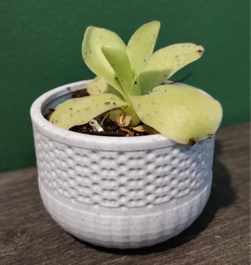 "The Succulent" Plant pot