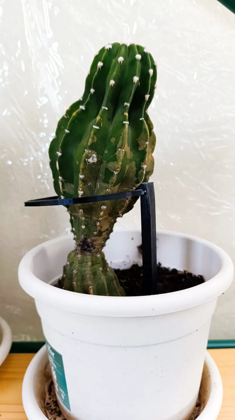 Support for cactus or small plants