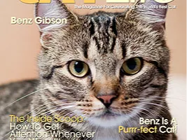 kittycat