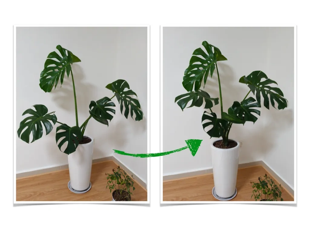 绿植支撑器