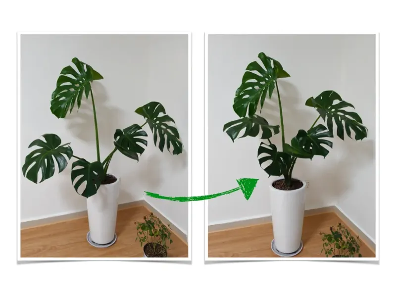 绿植支撑器