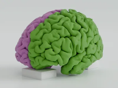 Brain hemispheres - outer and inner