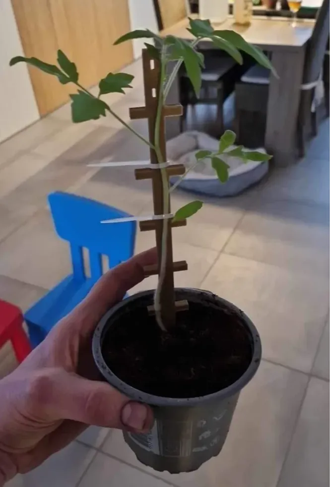 plant holder