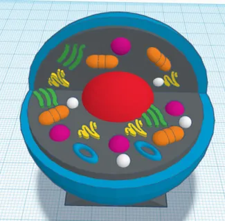 Cell Model