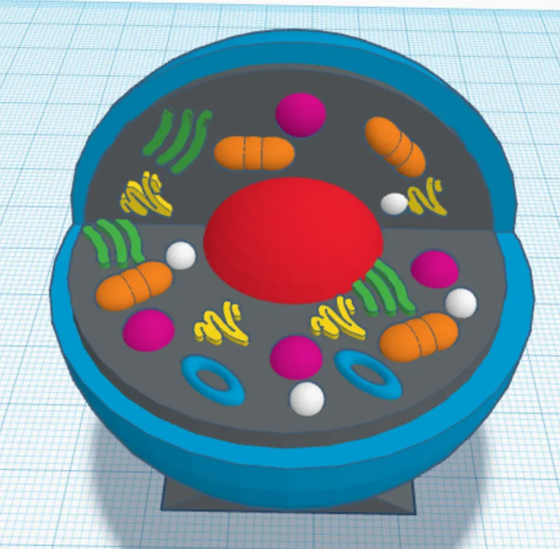 Cell Model
