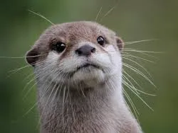 Beaver with a otter pic on front page