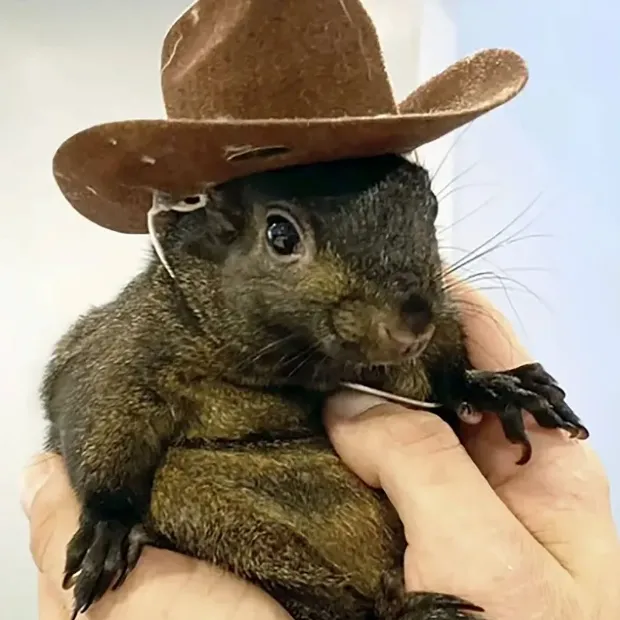An image containing nobody, Fashion accessory, rodent, outfit
Automatically generated description