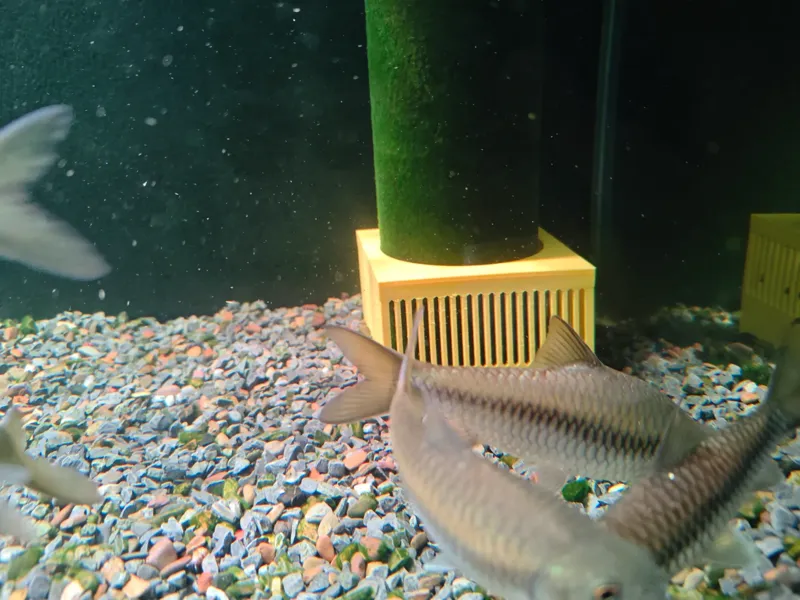 三重溢流挡沙罩