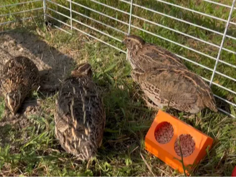 quail feeder small and medium 4 and 8 slots