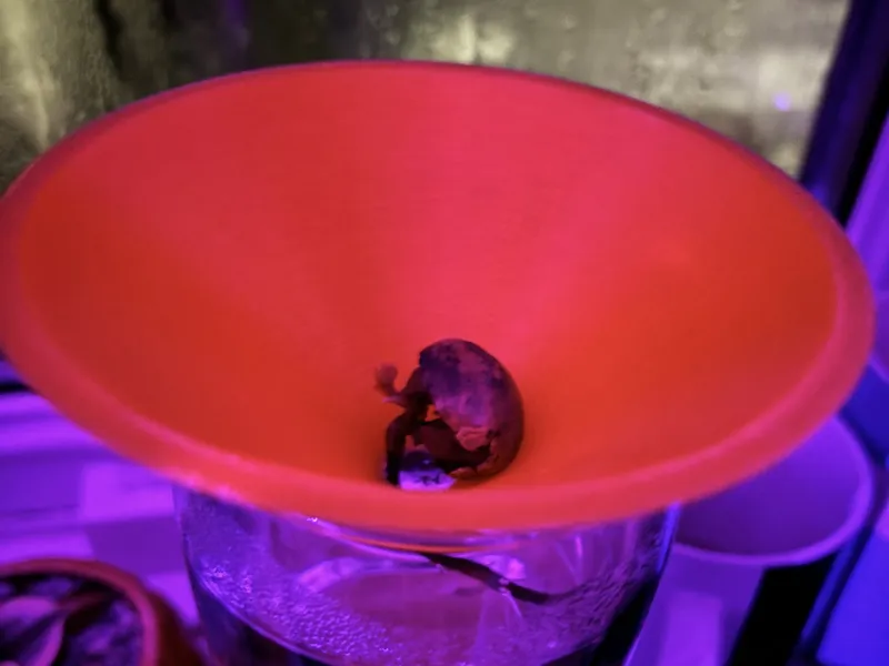 germination plate