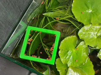 简易自浮喂食圈_方形