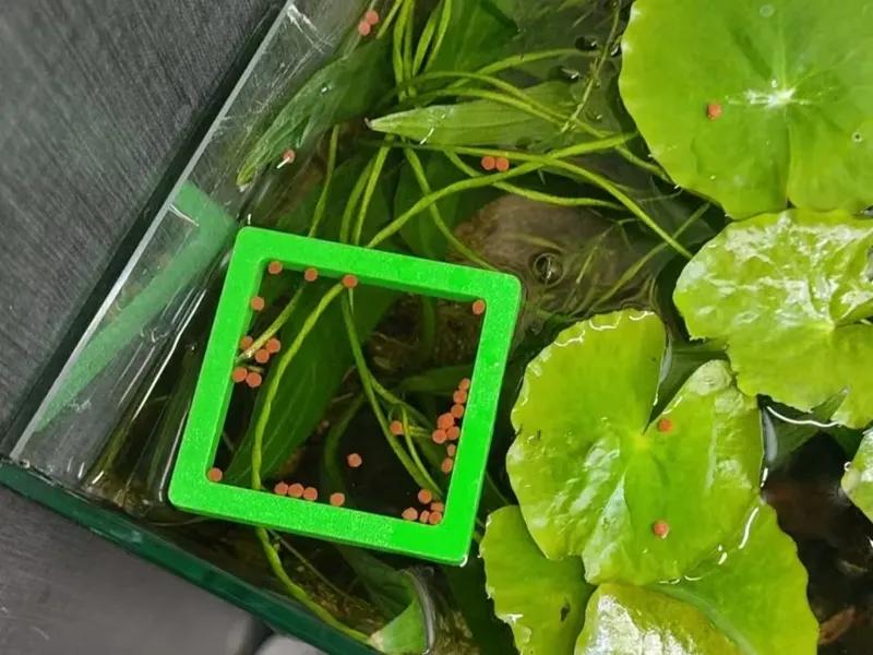 简易自浮喂食圈_方形