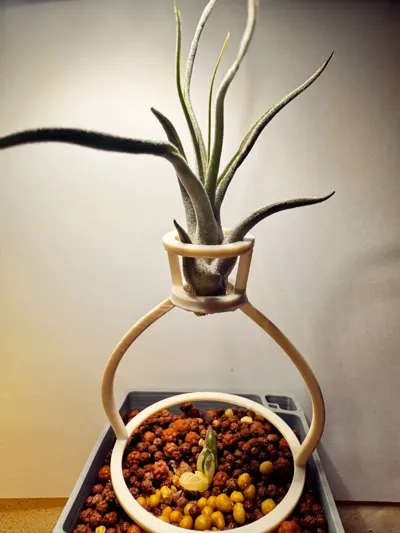 R3D tillandsia air plant Dolphin