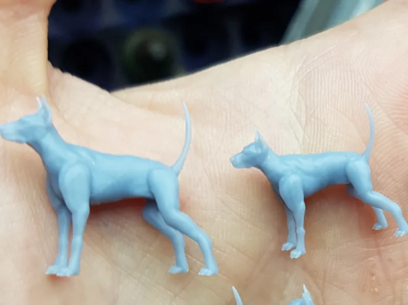 Doberman