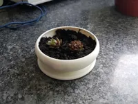 Pot pour plantes grasses — photo 1