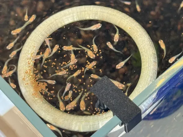 https://makerworld.bblmw.com/makerworld/model/DSM00000000827004/design/1fb36163-973a-423a-b649-ae91862a8c5b.webp
