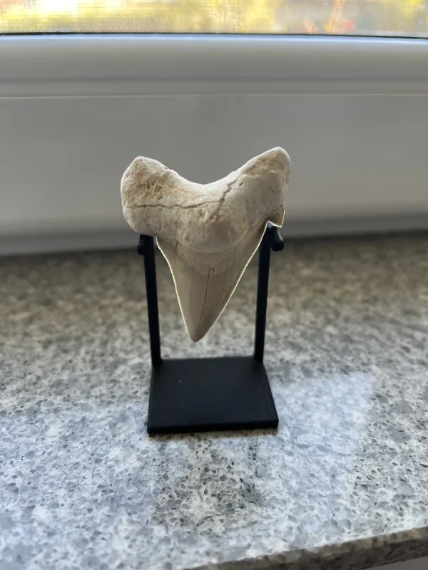 Shark Tooth Holder