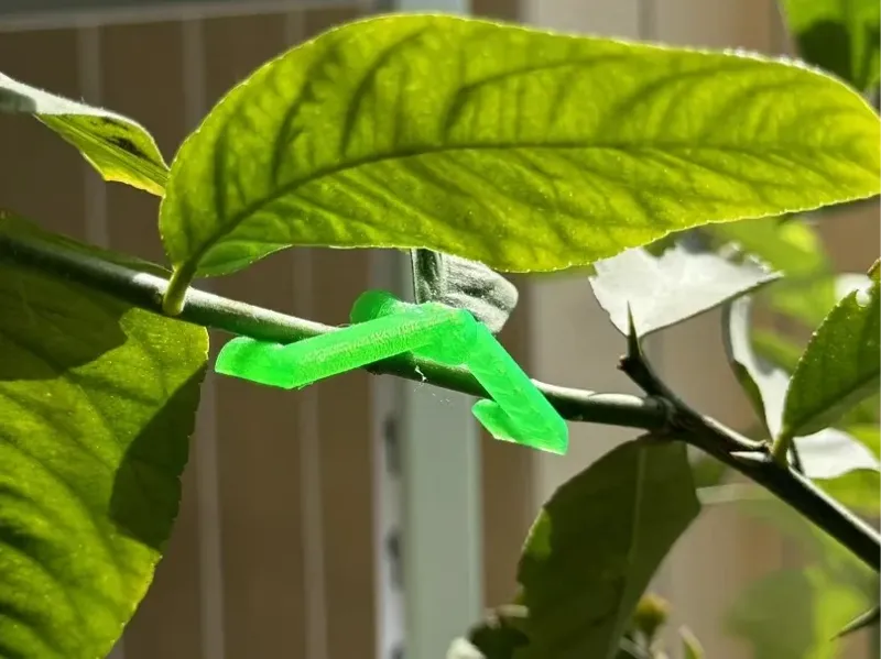 植物枝条纠正器